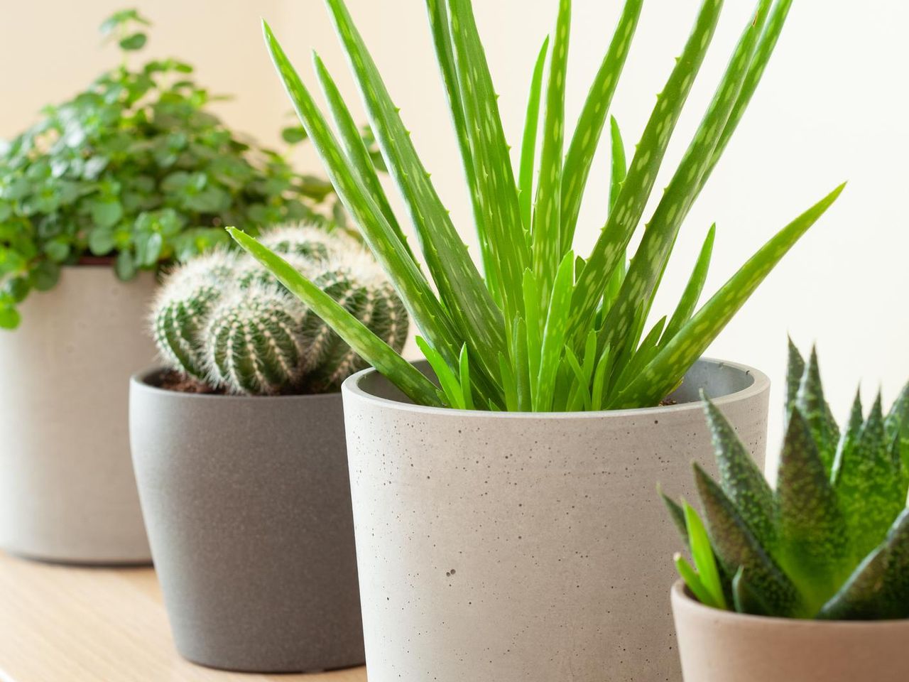 Kwiat aloes - jak pielgnowa? Jak czsto podlewa aloes? Jak dba o aloes  w domu? - Urzadzamy.pl