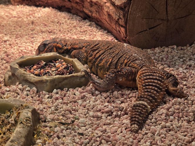 Egzotyczny świat na wyciągnięcie ręki! Zaglądamy do akwarium-terrarium w Myślęcinku