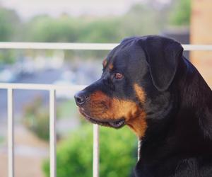 Rottweiler skoczył z okna na ciężarną kobietę. Dramatyczne sceny