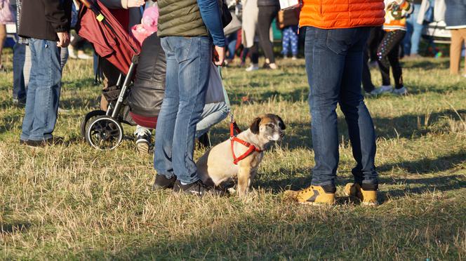 Piknik Wiejskiej Żywności w Fordonie [ZDJĘCIA]