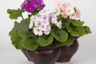 Pierwiosnek kubkowaty