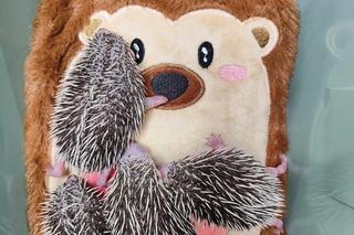 Te cztery małe jeżyki straciły matkę. Osierocone maleństwa potrzebują pomocy 