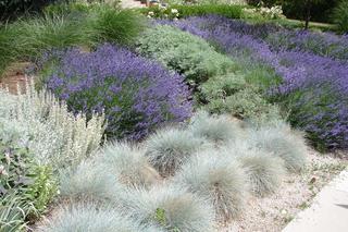 Trawy ozdobne do ogrodu i na taras. Rośliny polecane przez ogrodników