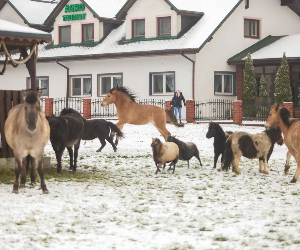 Wystraszył je huk petard. Konie, kucyki i osioł zabłąkane na środku drogi