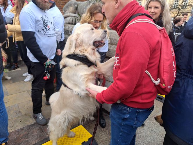 33. Finał WOŚP z grupą krakowskich Golden Retrieverów