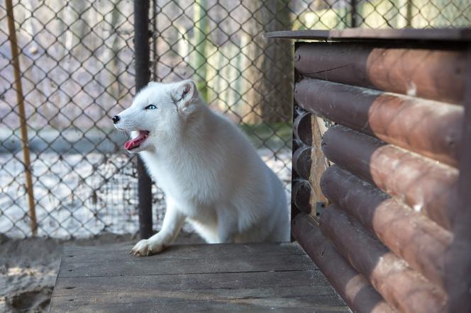 ZWIERZAKI Z POZNAŃSKIEGO ZOO DOSTAŁY PREZENTY.