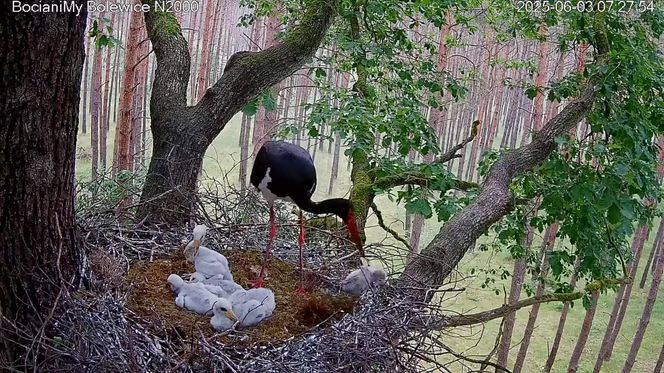 Bocian czarny wyrzucił z gniazda dwa pisklaki