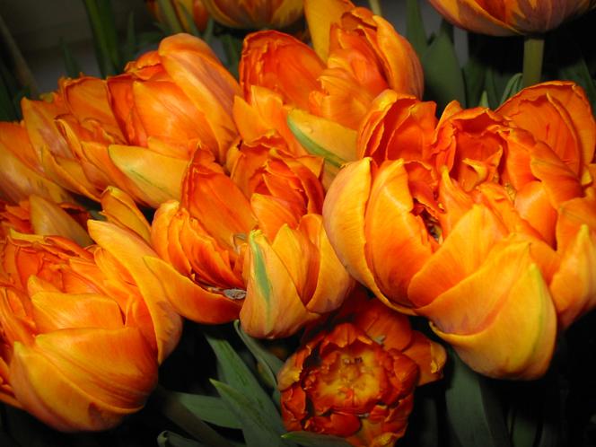 Galeria: Tulipan 'Orange Princess' 