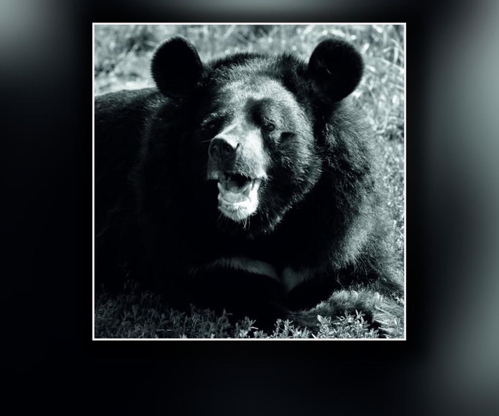 Pożegnanie legendy toruńskiego zoo. Odeszła Wolta, najstarszy niedźwiedź himalajski w Europie