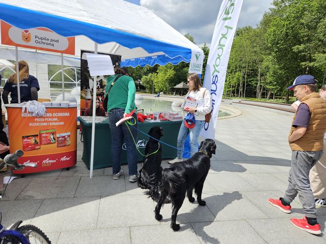 Festiwal Przyjaciół Zwierząt w Olsztynie. Park Centralny opanowały radosne pieski