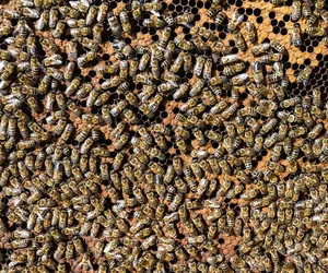 KTO zatruł pszczoły? Jest decyzja prokuratury w Pleszewie