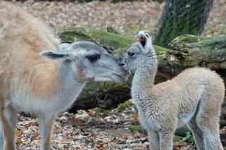 We wrocławskim zoo urodziło się gwanako