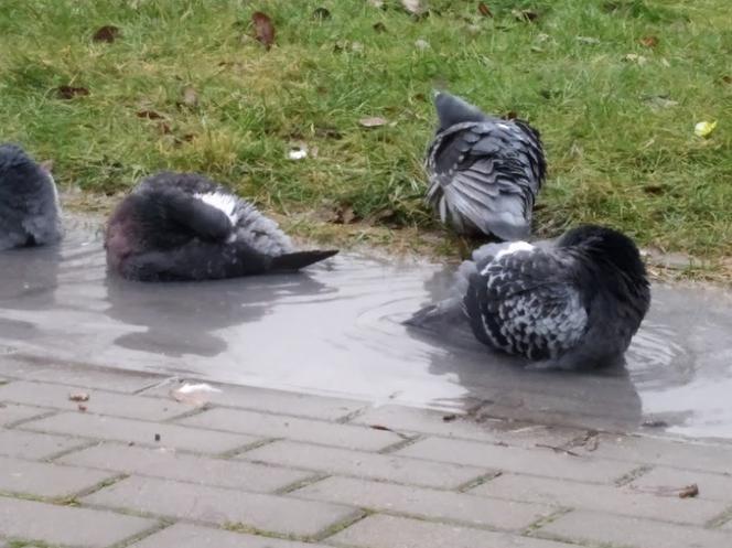 Wronoodporne kosze na śmieci na warszawskich ulicach (2)