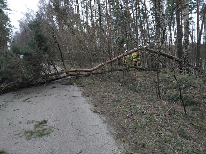 Szkody po Orkanie Eunice. Zrywało dachy, wyrywało grube drzewa, brakowało prądu