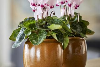 Fiołek alpejski, czyli cyklamen perski