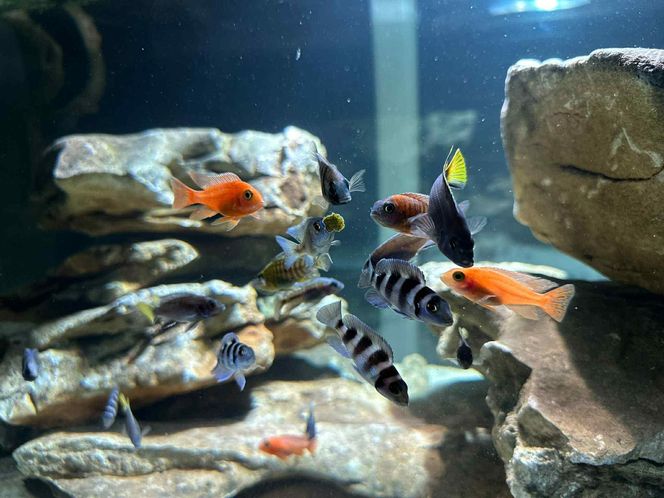 Studio Akwarystyki Aqua Dreams w Bydgoszczy to miejsce z wielką pasją