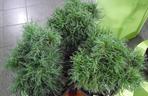 Sosna wejmutka 'Green Twist'