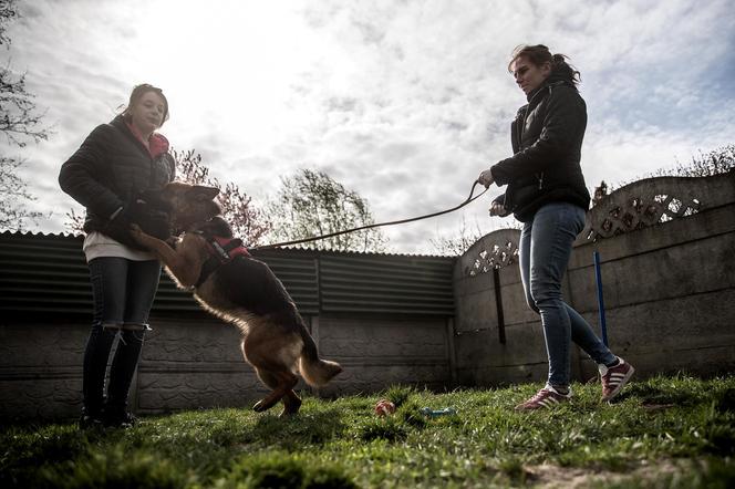 Mieszkańcy Krakowa chętnie adoptują psy w czasie koronawirusa