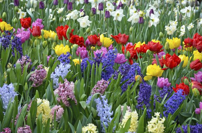 Wiosenne Kwiaty W Ogrodzie Tulipany Hiacynty Narcyzy Krokusy Rośliny Cebulowe Kwitnące