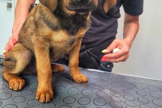 Seniorka znęcała się nad Łatkiem i Reksiem! Szokujące metody. Biła, kiedy zasłużyły [ZDJĘCIA]