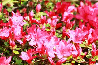 Azalia japońska - Rhododendron japonicum