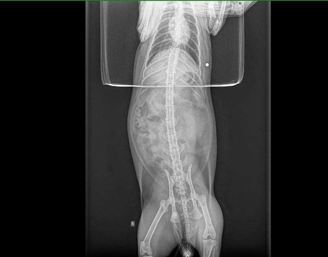 Ktoś strzela do kotów w Zielonej Górze!