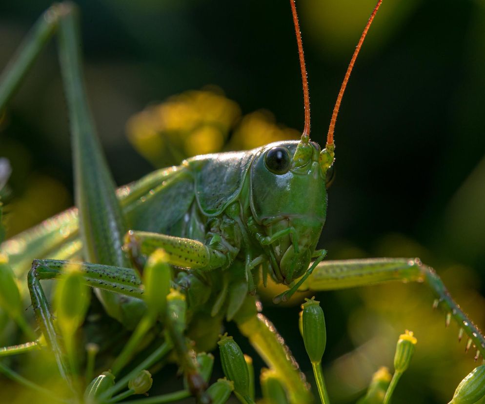 Pasikoniki pomogą w wyżywieniu ludzi. Poprawa libido, snu i jakości włosów