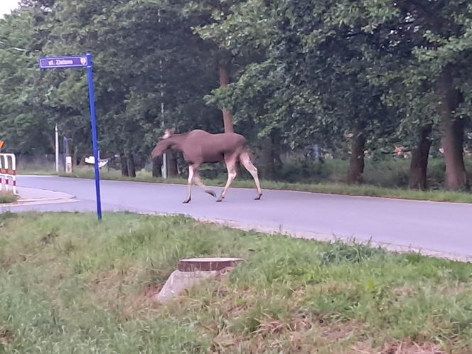 Łoś biega po ulicach we Wrocławiu. Do sieci trafiło nagranie 