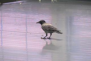 Poruszająca historia wrony uwięzionej na Dworcu Centralnym