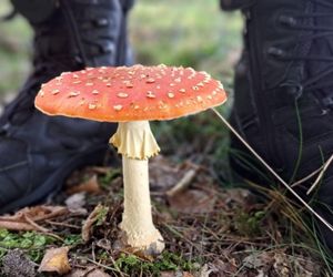 Grzybiarzu, uważaj! Oto 7 zasad, które uratują ci życie w lesie. Mamy wskazówkę, jak uniknąć trujących okazów 