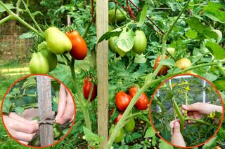 Te 3 zabiegi są konieczne, jeśli chcesz by pomidory dobrze rosły i owocowały!