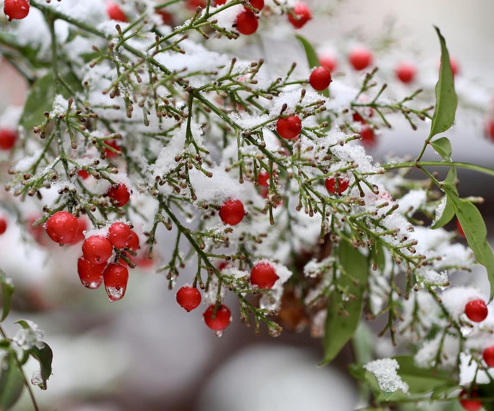 Wiemy, kiedy spadnie pierwszy śnieg! Meteorolodzy podają konkretną datę