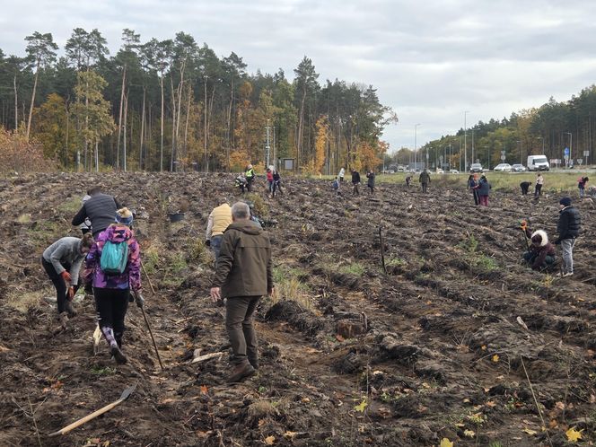 Mieszkańcy dla natury! Tak sadzili las pod Bydgoszczą