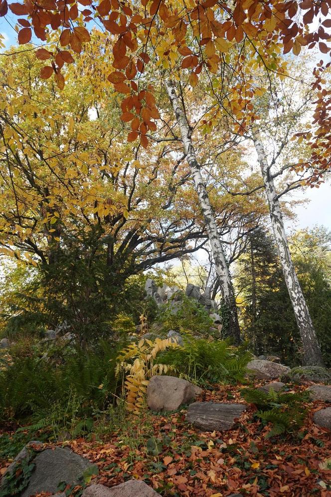 Park Wilsona