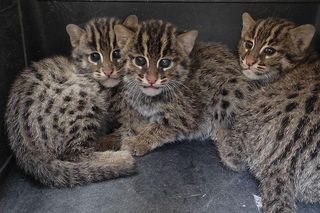 Taraje i kangurzątka. Złoty czas Ogrodu Zoobotanicznego w Toruniu