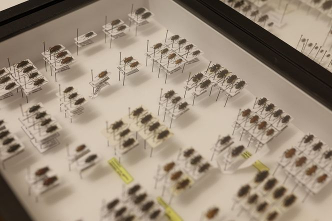 I Międzynarodowy Dzień Wymiany Owadów i Targi Entomologiczne w Bytomiu