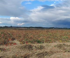 Samozbiory pomidorów na plantacji w Niewirkowie cieszą się powodzeniem
