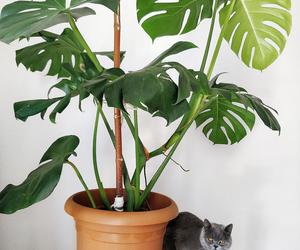Rośliny niebezpieczne dla kota