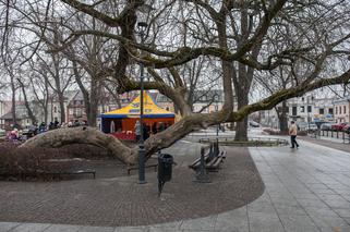 Polskie klony na europejskie salony