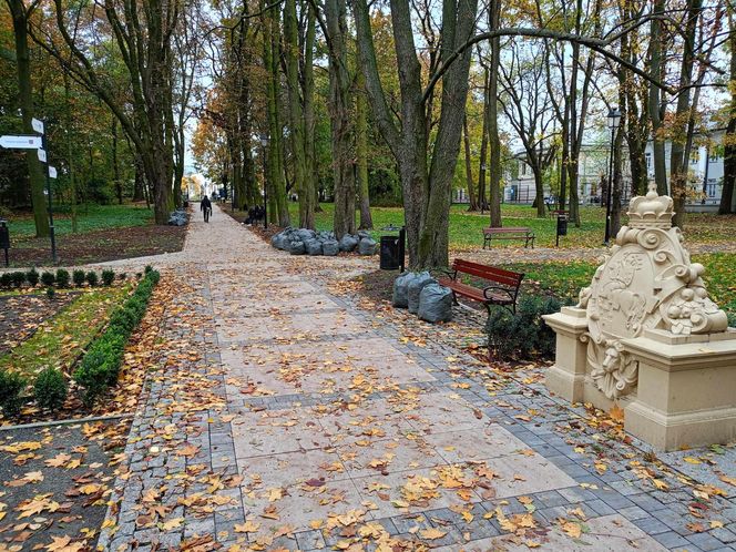 Akcja ratowania siedleckich kasztanowców w Aleksandrii potrwa przez kilka dni, do piątku 18 października włącznie.