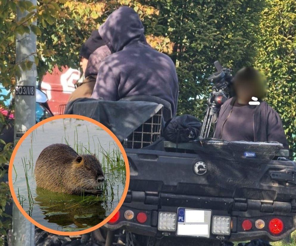 Urząd miasta nie wiedział o dacie eliminacji nutrii w Rybniku. To są działania niezależne od miasta