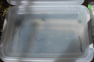 Niecodzienna przesyłka. Zamiast roślin celnicy znaleźli żywe pijawki