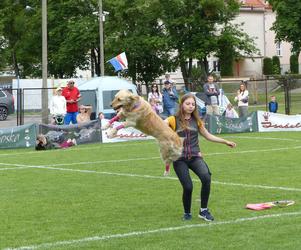 dog frisbee w Iławie