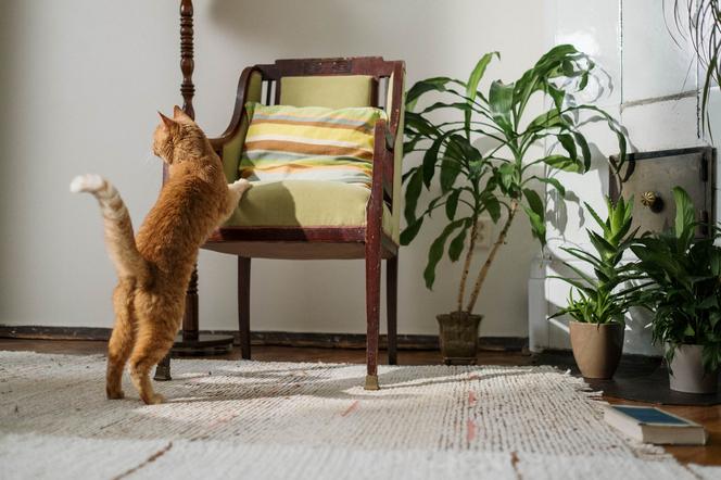 Rośliny w domu i koty – co musisz wiedzieć?
