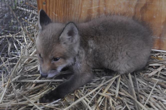 Szpital dla leśnych zwierząt