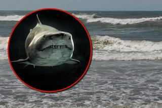 Rekin pojawił się w Bałtyku? Przerażający film krąży po internecie. Lawina komentarzy 