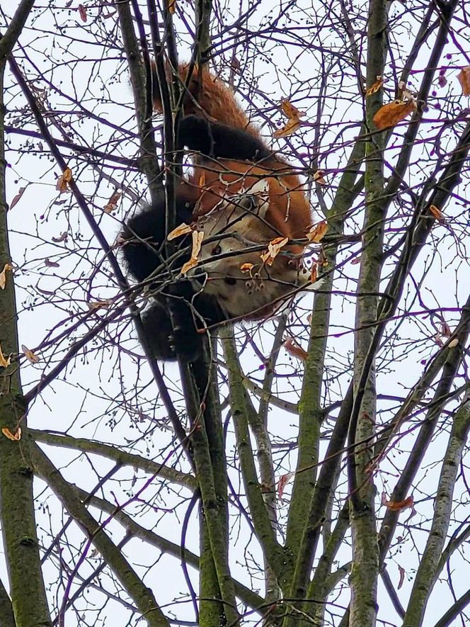 Panda, która uciekła z poznańskiego ZOO