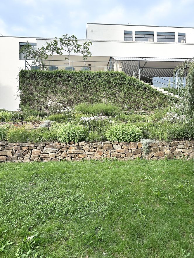 Willa Tugendhatów w Brnie