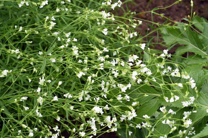 Marzanka barwierska - Asperula tinctoria
