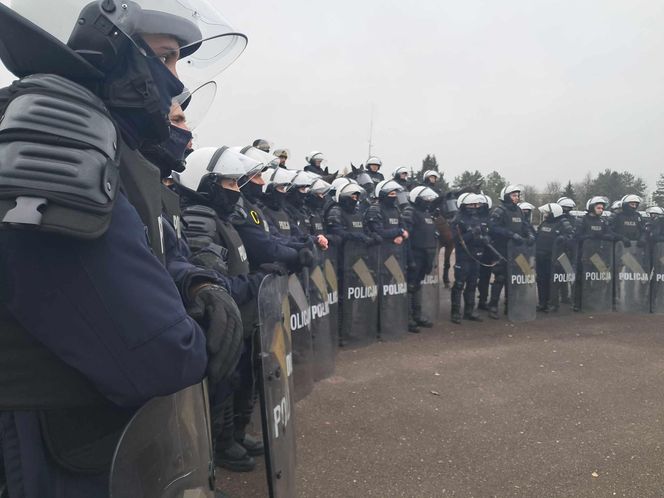 Atestacja koni służących w łódzkiej policji i straży miejskiej